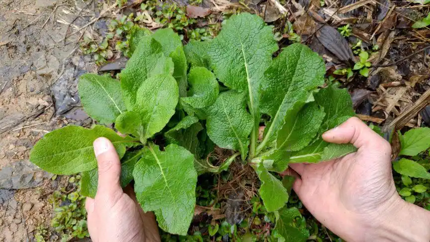 "天名精"植物认识吗?农民称为"野烟",挖给大家认识下