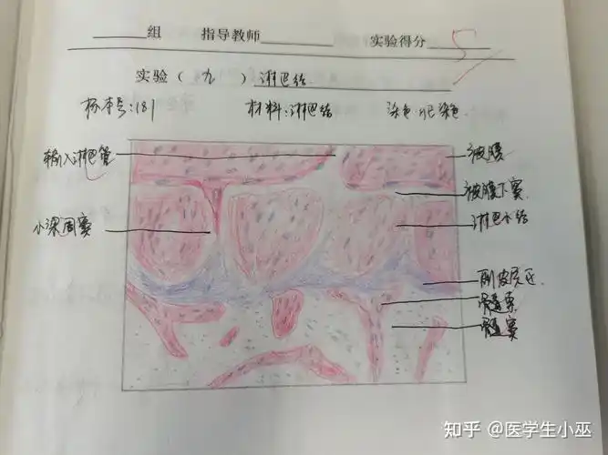 组胚红蓝铅笔绘图