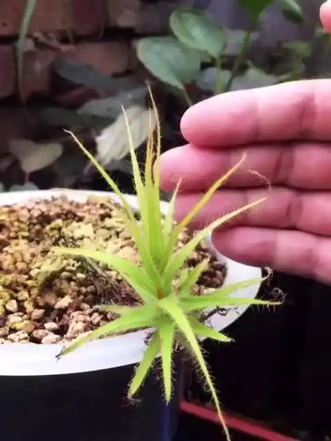 美杜莎捕虫树 来自爱的小花园 - 微博