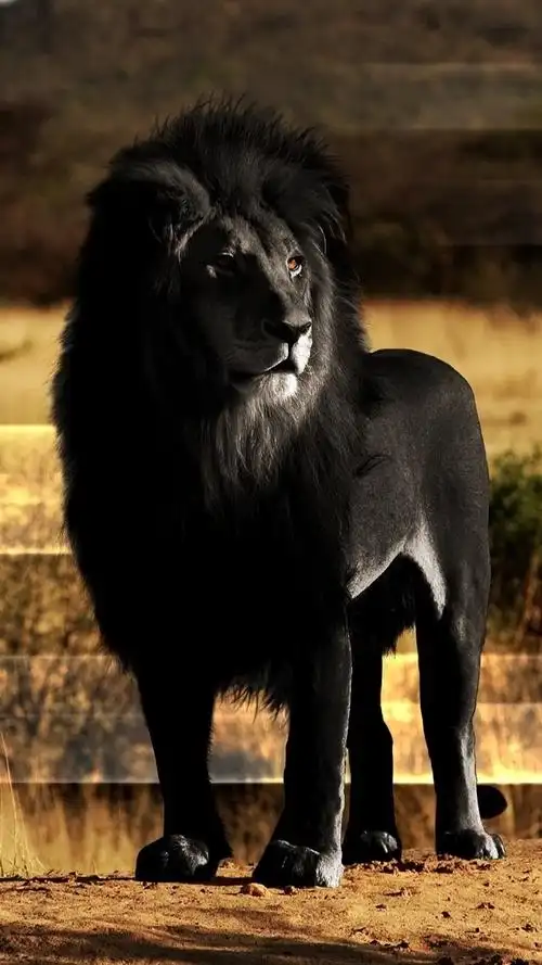 黑狮子 750x1334 iphone 8/7/6/6s 壁纸,图片,背景,照片