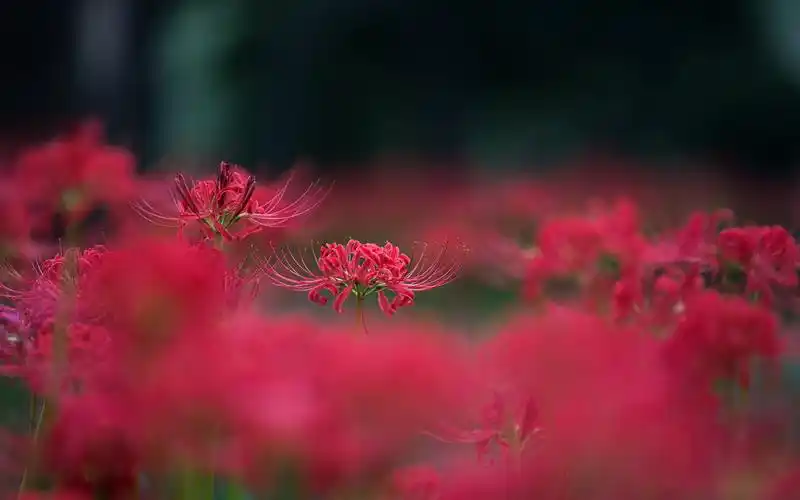 盛开的曼珠沙华唯美高清桌面壁纸