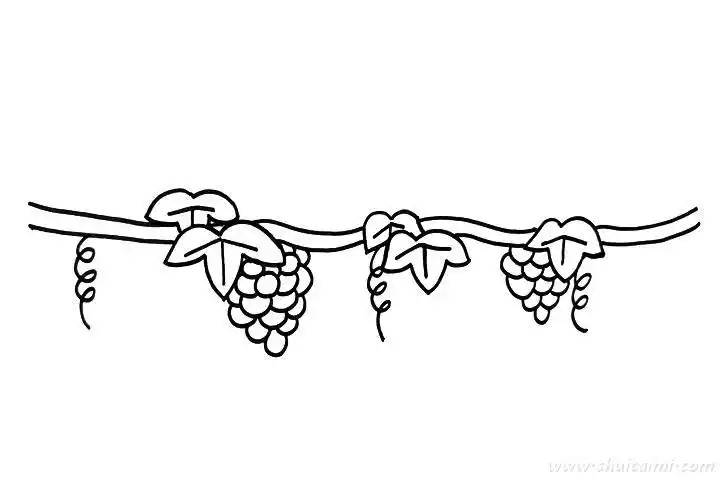 葡萄藤怎么画葡萄藤简笔画画法