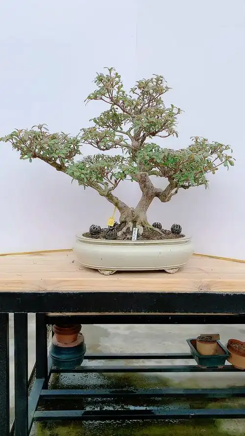 进口杜鹃若惠比须