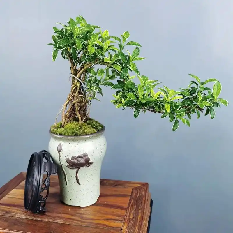 这盆悬崖造型的六月雪,让我仿佛置身于山间.室内养护方便,每天 - 抖音