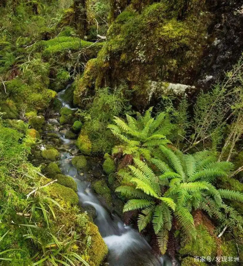 世界最大的盆地—刚果热带雨林盆地