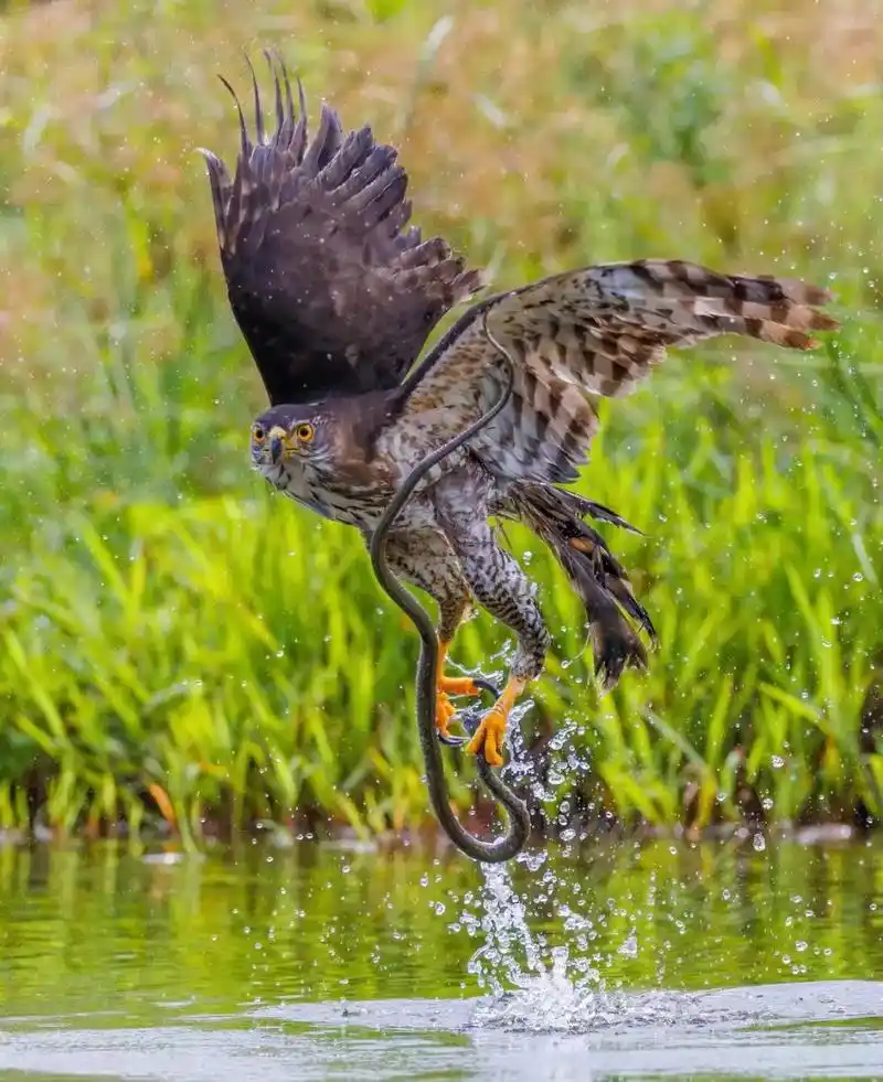 自然界动物各种奇特捕食画面大全 - 抖音
