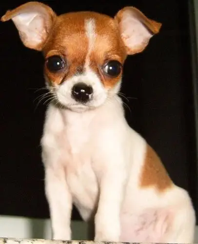 自家专业养殖的苹果头吉娃娃犬幼犬