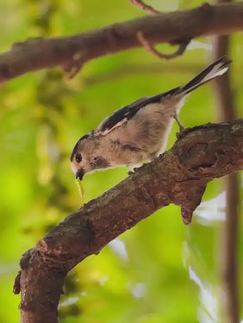 今日野拍银喉长尾山雀小灰山椒鸟