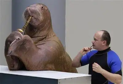 "天才"土耳其海象演奏乐器吹口哨样样精通(组图)