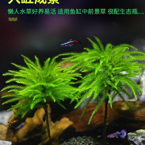 净化水质水中绿植万年藓鱼缸水草活无土水养养鱼草水草四季淡水万