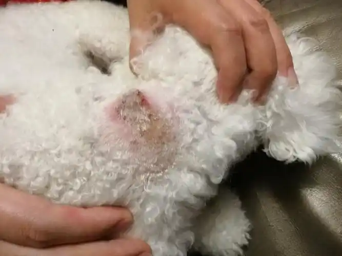 家里的比熊犬脖子上长了块这样的皮肤病,经常去抓,请问是什么皮肤病?
