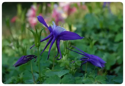 猫爪花学名耧斗菜多年生草本花卉