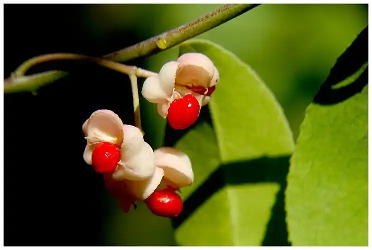 【秋天的"桃叶卫矛"】