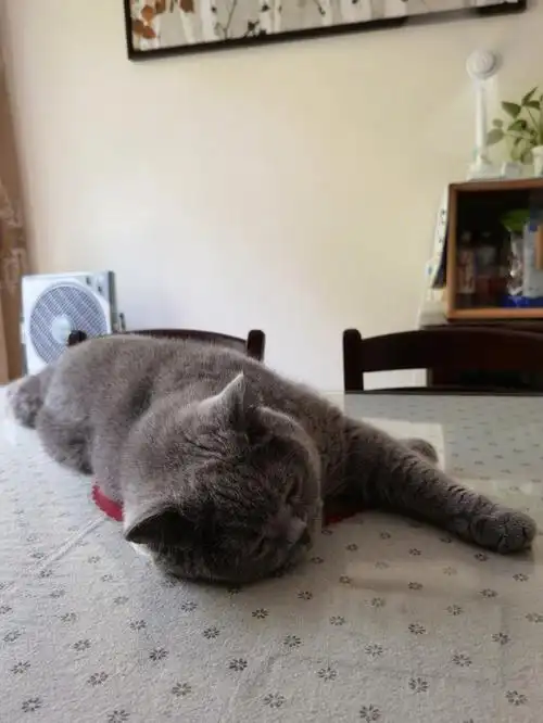 拍啵啵睡觉就像上班打卡