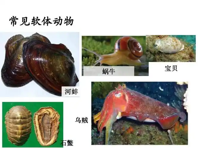 1,3,第三节软体动物和节肢动物ppt