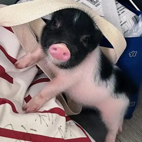 乔治小粉猪表情包更新真的太可爱了