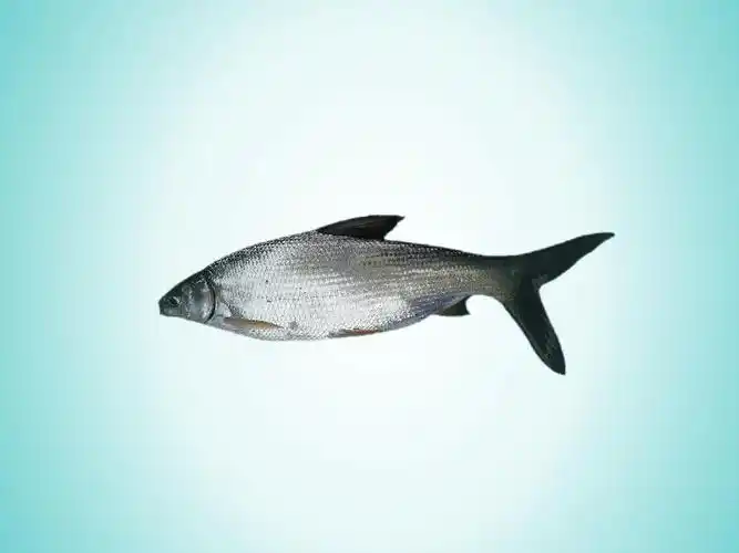 鲴鱼小贴士,来瞧瞧吧