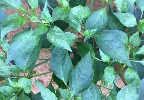 辣椒病毒病又称花叶病,是辣椒生产上的主要病害之一,辣椒染病后可造成