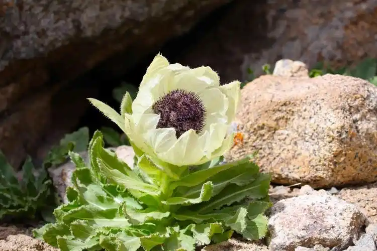 冰山雪莲的功效与作用 冰山雪莲一般长在哪里-诚智百科网