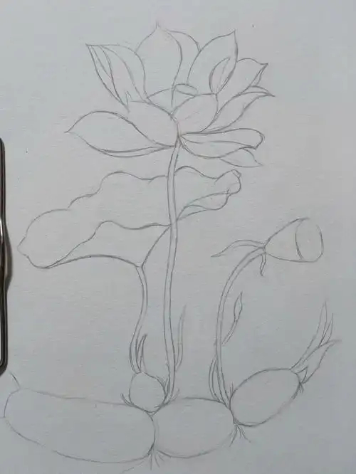 彩铅画夏日荷花