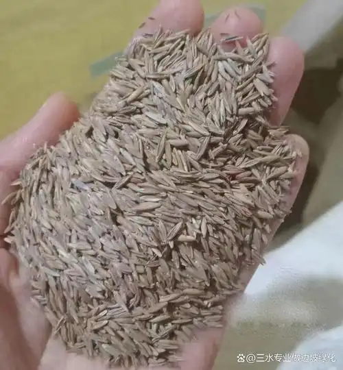 新疆防沙治理绿化草籽种子