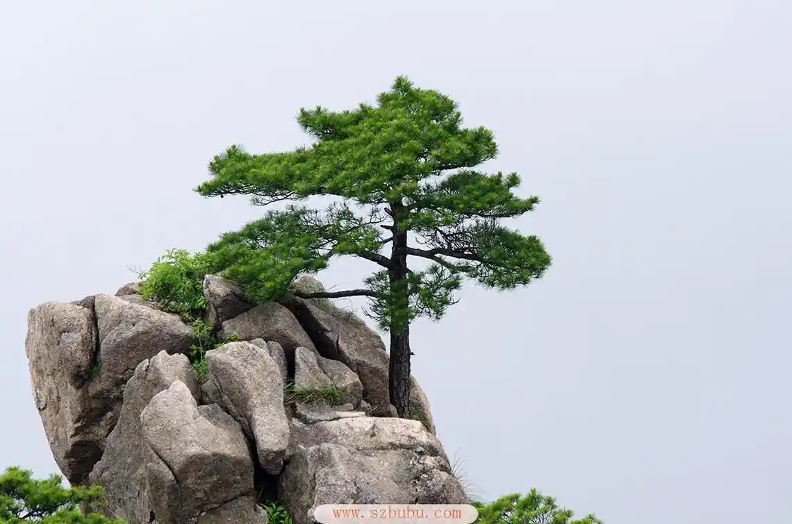 落叶植物和常青植物的对垒,到底谁优谁劣?(临江仙)