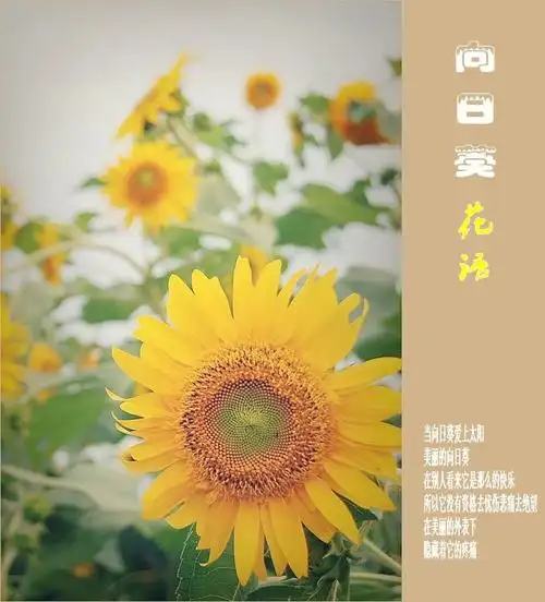 向日葵花语