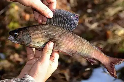 这鱼有个好听的名字"花翅子"只生活在高原冰冷的溪流中