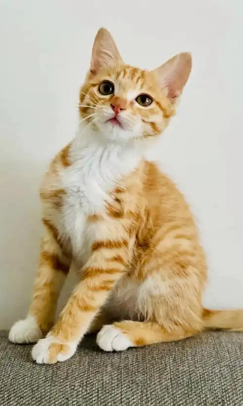 猫咪找领养猫咪黄花狸