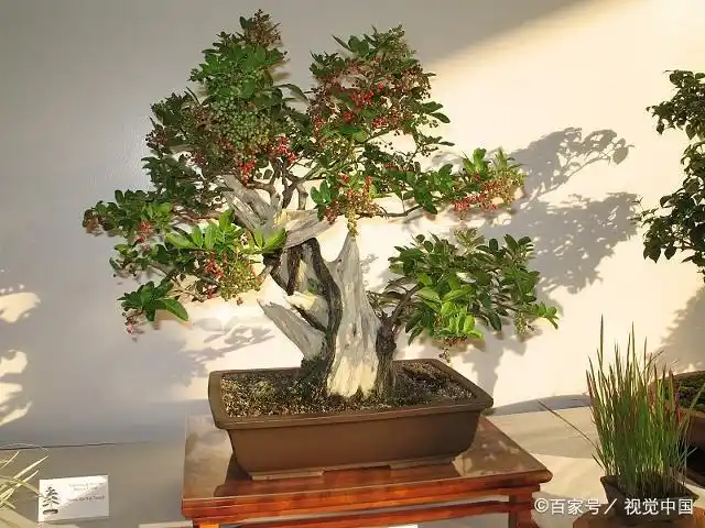 花卉分享,水杨梅桩景与盆景创作过程