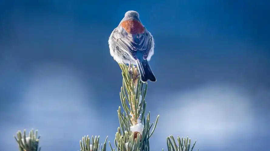 小鸟背影摄影图壁纸