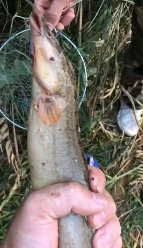 潮州东溪河"巨型刺鳅鱼"被钓起,钓友:太大了,能吃吗?