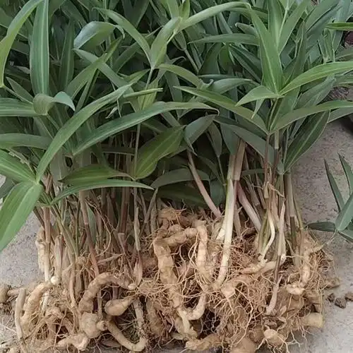 北京同仁堂原料黄精种苗野生鸡头黄精种子黄金苗正宗老虎姜苗子中药材