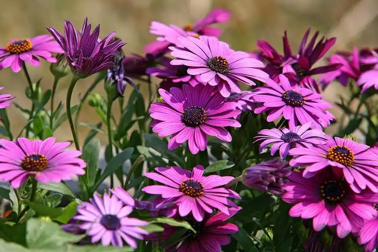 高清南非万寿菊唯美浪漫花朵图片分享