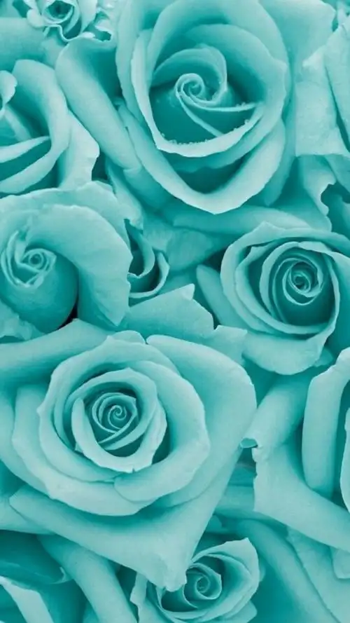 薄荷绿 手机壁纸