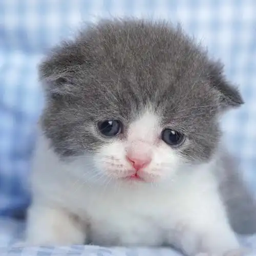 一个委屈巴巴的孩子找新家小表情也太可怜了吧#英短猫舍  #英短