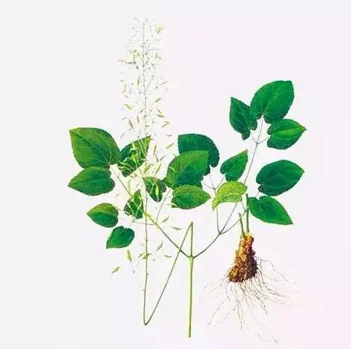 羊藿叶的功效与作用-我的快乐小窝