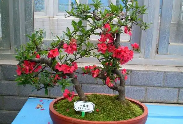 海棠盆景图片3