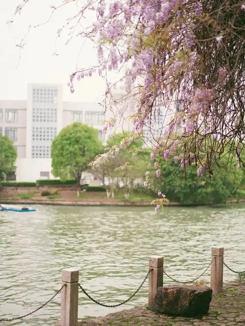 wisteriavillosarehder