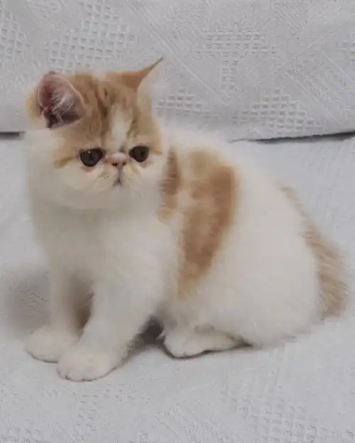不是猫舍哈健健康康,胖胖嘟嘟有喜欢的联系我呀#加菲猫  #加菲猫幼崽