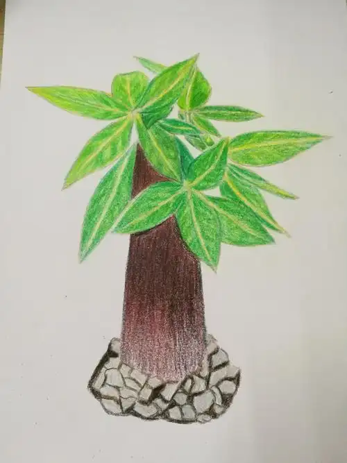 彩铅发财树:菜鸟打卡12