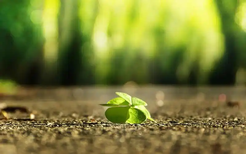 清新淡雅幸运草图片桌面壁纸