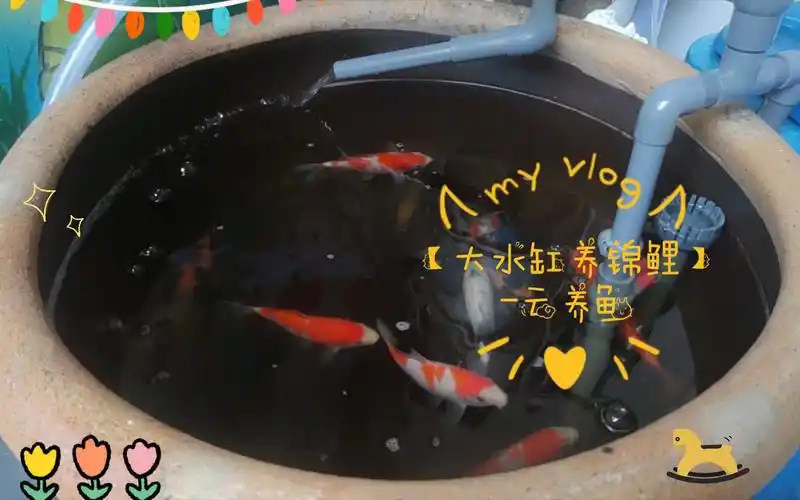 【大水缸养锦鲤】-云养鱼