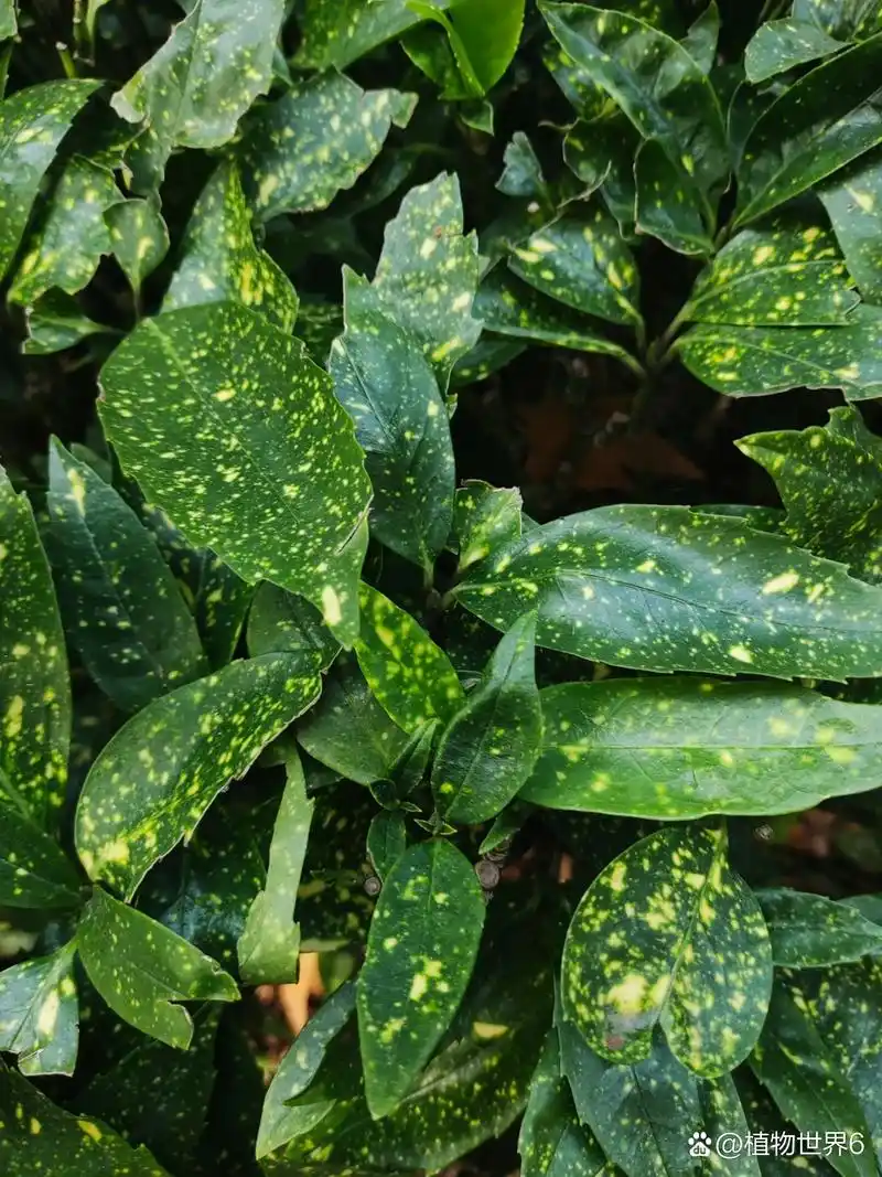 花叶青木,这是一种神奇而美丽的植物.