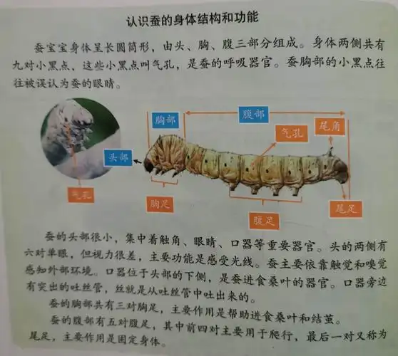 蚕第四次蜕皮后,从尾部开始变黄.背上那条血管特别明显