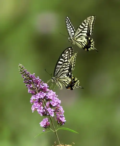 彩蝶双双花丛来