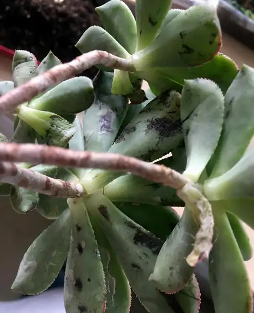 多肉好养也容易生病,若是碰上这4种病虫害!