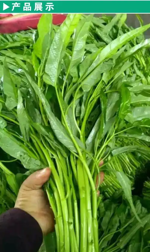 空心菜种子台湾竹叶高品质口感多次收割四季蔬菜家庭园艺种子