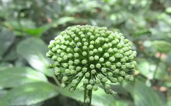 中药"金不换"又叫什么,你知道吗?