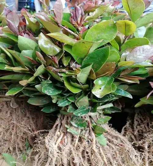 油茶苗茶树苗油茶芽苗籽播油茶奶苗茶树实生苗未嫁接的20厘米以上一千